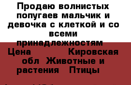 Продаю волнистых попугаев мальчик и девочка с клеткой и со всеми принадлежностям › Цена ­ 2 000 - Кировская обл. Животные и растения » Птицы   